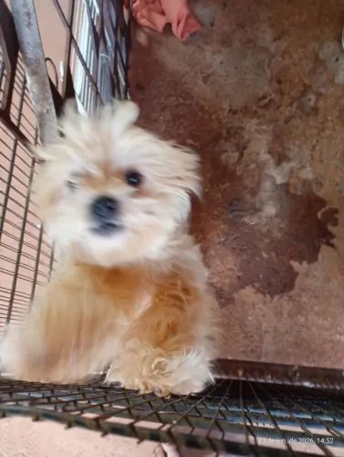 Estou doando 2 cachorra shitzu de 1 ano de vida cada 