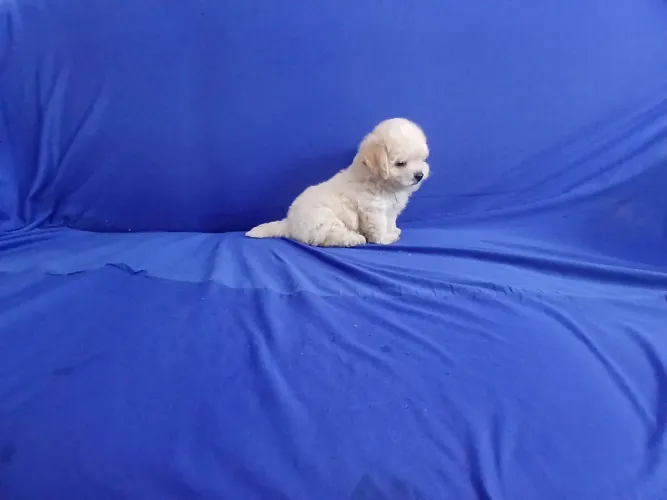 Poodle