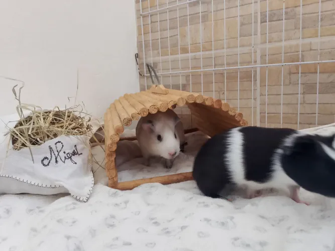 porquinho da índia filhote