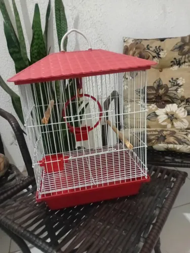 Gaiola para pássaros pequenos