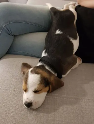 Beagle Patinhas novas para deixar a infância mais feliz