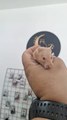 Hamster sírio (macho)