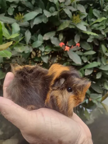 Lindo porquinho da raça Peruano pelo longo.