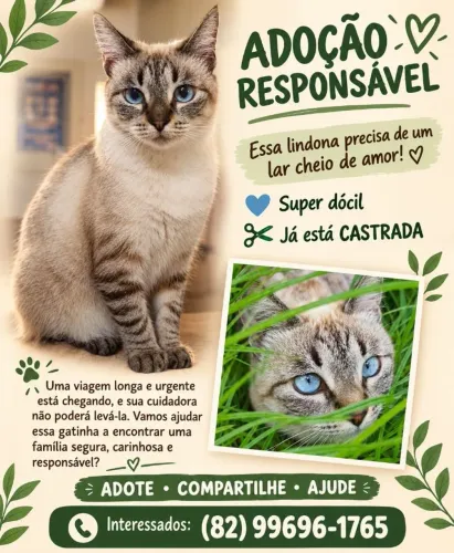 Linda gata para doação responsável 