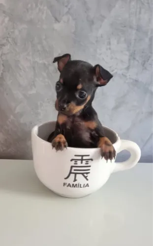 PINSCHER 0 micro cabe na xícara fêmea e macho