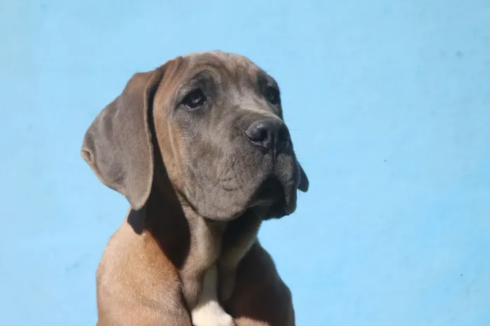 Filhote de cane corso macho