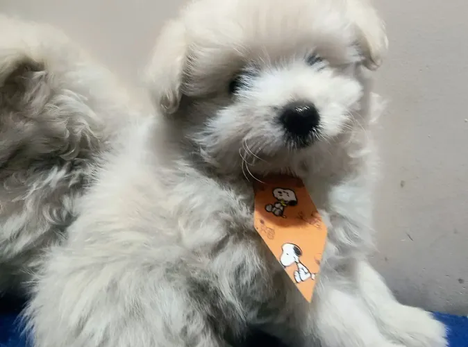 Pooodle,:::: Machinho (R$1.799.00 : C/A Vacina importada 12XNo Cartão