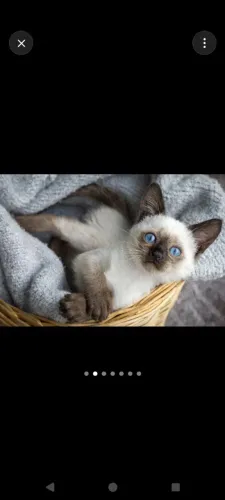Procuro gato siamês 