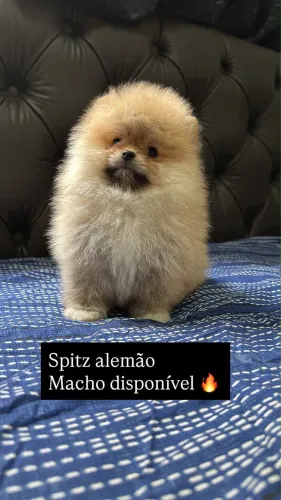 lulu da pomerania