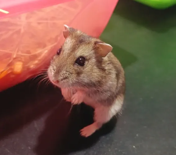 Hamster anão russo Promoção 