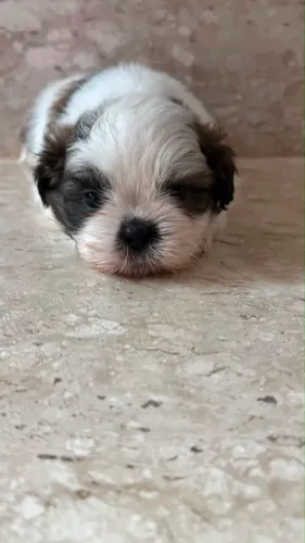 Shih Tzu Macho ou Fêmea - Consulte Disponibilidade