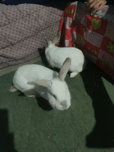 Vendo casal de coelhos e franga caipira e mini garnizes