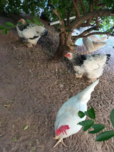 Galo e galinha Brahma 