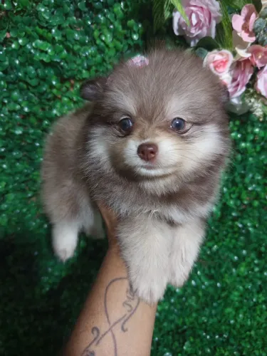 Spitz Alemão lindos filhotes disponíveis agora