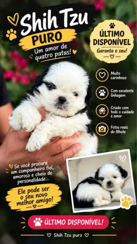 Shitzu disponível 