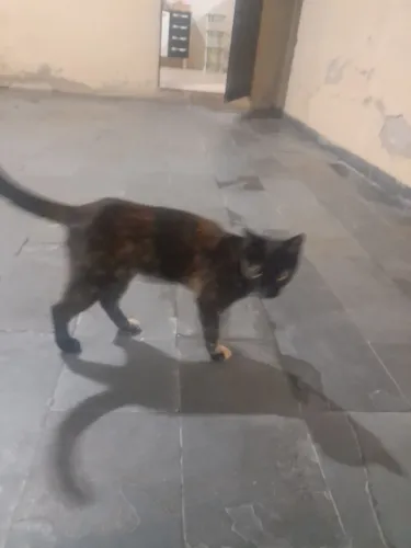 Problemas com ratos, adote um gatinho!