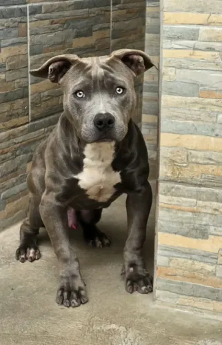 Pit monster macho cinco meses 