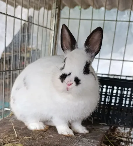 Mini Netherland macho