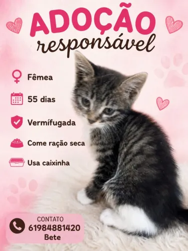 Gato para doacao