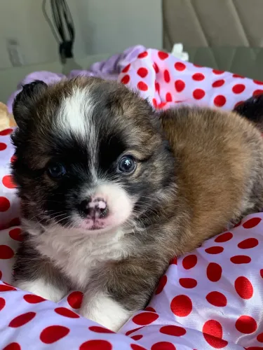 Chihuahua 