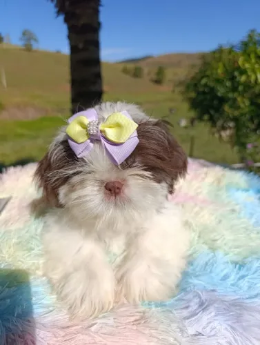Maravilhosas Shitzu, macho e fêmea pronta entrega, olhos claros focinho marrom