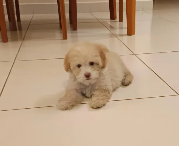 Filhote Poodle Toy Fêmea