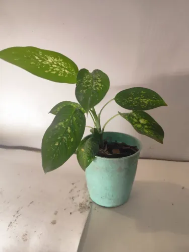 Comigo-Ninguém-Pode Variegata - Planta Ornamental no Vaso