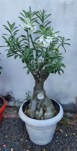 Rosa do deserto da cor branca. Contato: *
