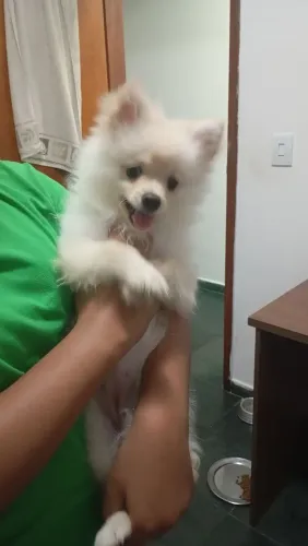 Cachorra Spitz Alemão fêmea