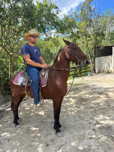 Cavalo bom de lida