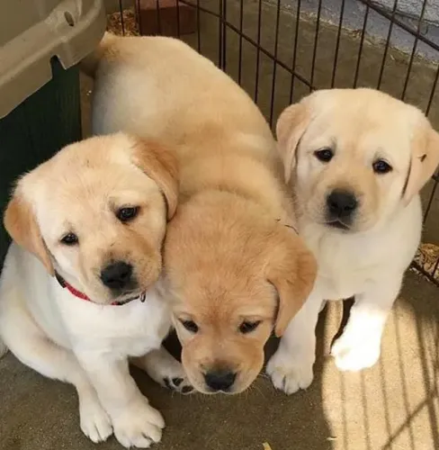 Labrador Companhia que se encaixa na vida