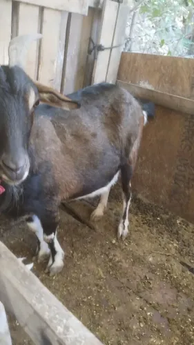 Cabras sany ....