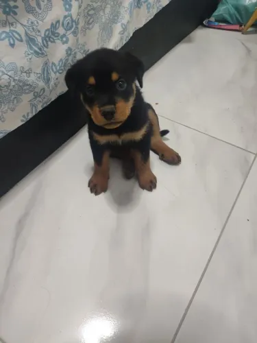 Rottweiler 54 dias