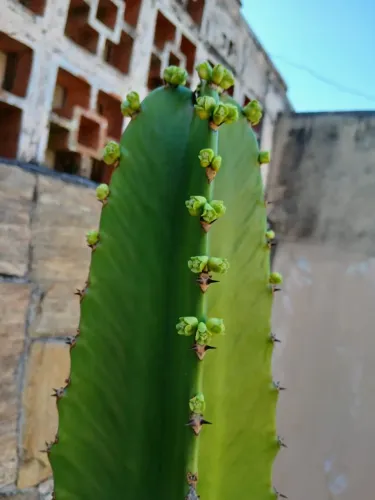 Cacto-Candelabro Grande - Planta Ornamental Já Florindo