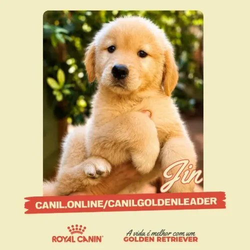 Jin, Golden Retriever filhote disponível em São Carlos