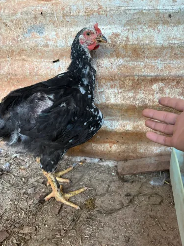 Ovos pintinhos e frangos GSB