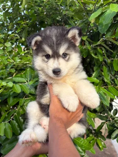Husky siberiano - com microchip e pedigree macho