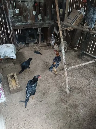Lote 30 aves índios puros 4 reprodutores três costeiros dez frangos 