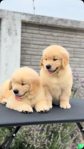Golden Retrieve filhotes fêmeas