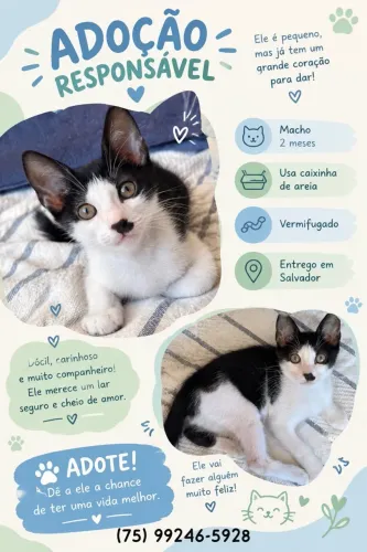 Gatinhos macho para adoção