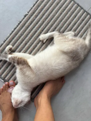 Gata para adoção 