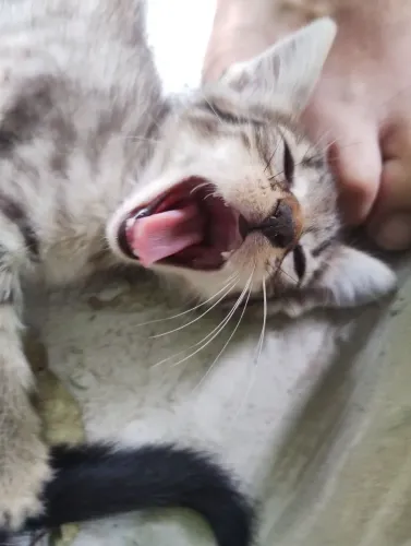 Gatos