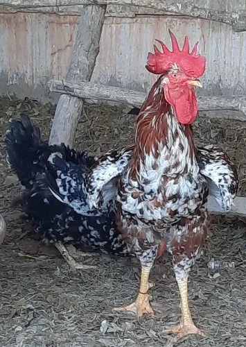 Galinha balão de baixa grande ou GSB o nelore de bico brasileiro.