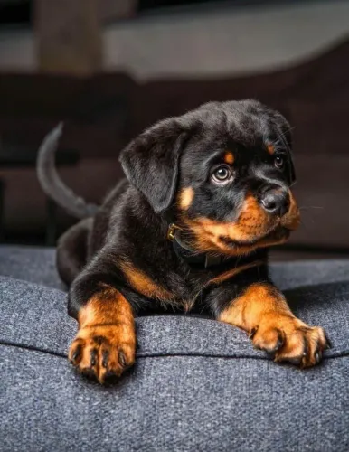 Rottweiler Um coração que vibra com você