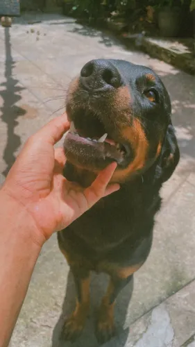 Procuro um namorado