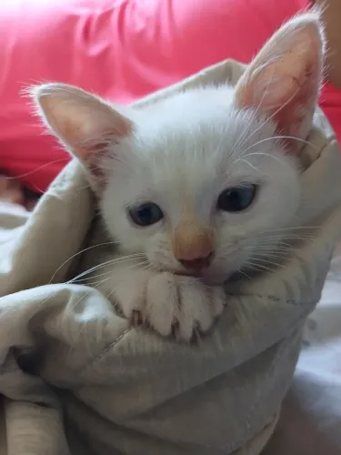 Gatinho para adoção