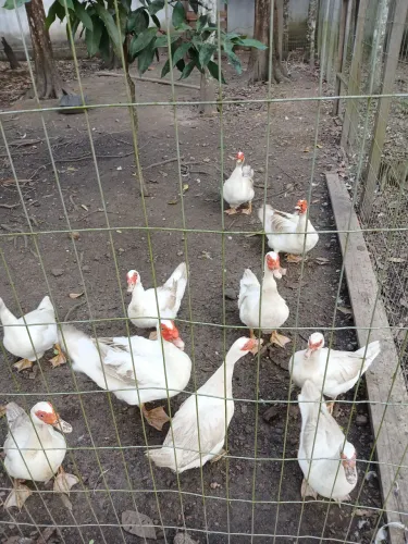 Patos e galinhas