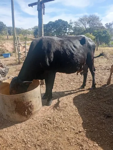 Vende-se uma vaca