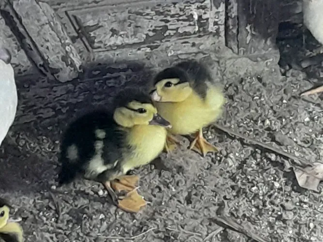 Filhote de pato