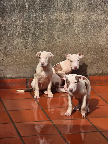 Doação Filhotes Pitbulls | Vermifugados | 2 fêmeas e 1 macho